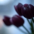 lorraines-tulips-cmpd